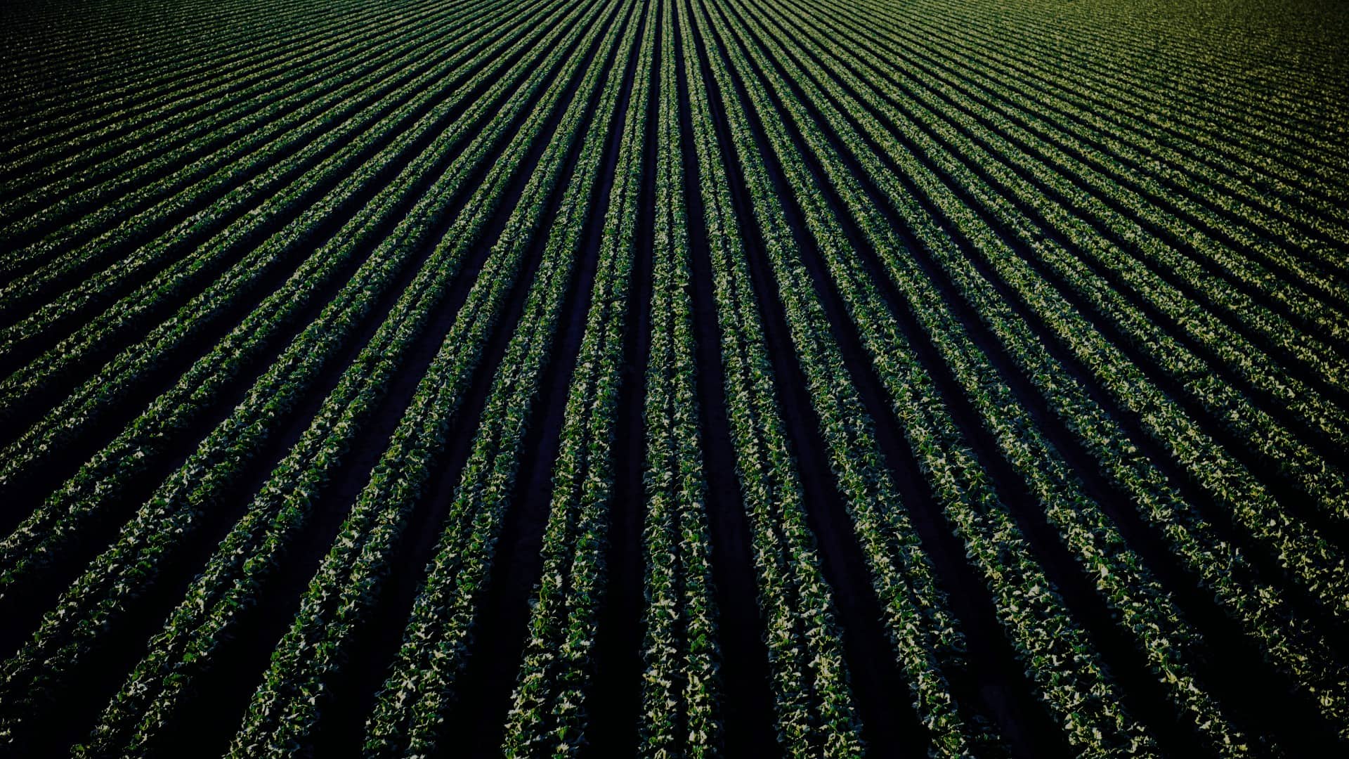 field of green crops