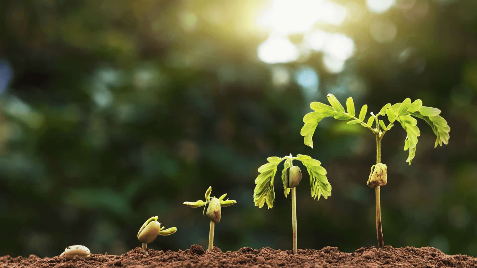 seeds growing at different stages